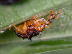 Hoplapoderus