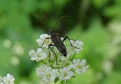 Grammoptera ruficornis