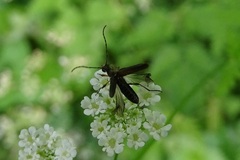 Grammoptera ruficornis