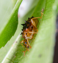 Hoplapoderus