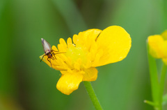 Micropterix calthella
