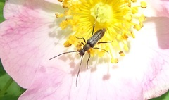 Grammoptera ruficornis