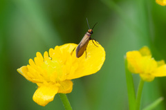 Micropterix calthella