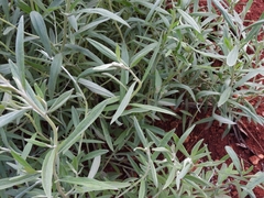 Achyrocline saturejoides