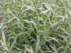 Achyrocline saturejoides