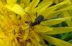 Grammoptera ruficornis