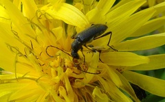 Grammoptera ruficornis