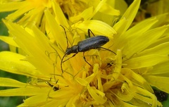 Grammoptera ruficornis