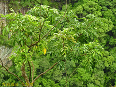 Archidendron lucidum