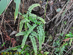 Adiantum flabellulatum