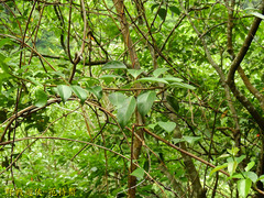 Urceola micrantha