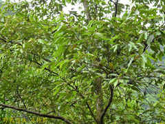 Styrax suberifolius