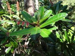 Hibbertia trachyphylla
