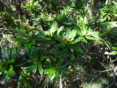 Hibbertia trachyphylla