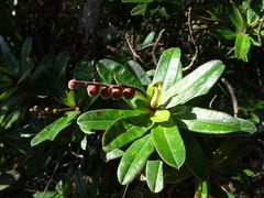 Hibbertia trachyphylla