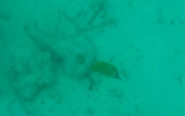 Sunburst butterflyfish