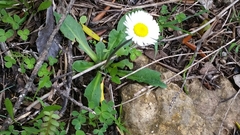 Bellis perennis