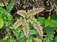Adiantum flabellulatum