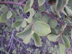 Vangueria parvifolia