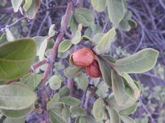 Vangueria parvifolia