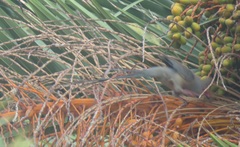 Urocolius indicus indicus