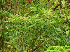 Pieris japonica taiwanensis