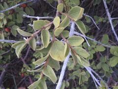 Vangueria parvifolia