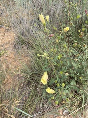 Hibiscus calyphyllus