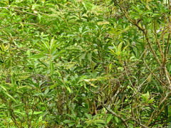 Pieris japonica taiwanensis