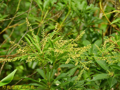 Pieris japonica taiwanensis