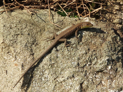 Darevskia rudis bischoffi