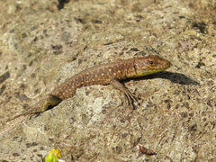 Darevskia rudis bischoffi