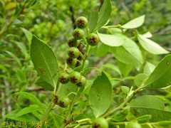 Vaccinium wrightii