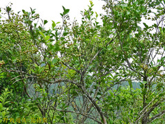 Vaccinium wrightii