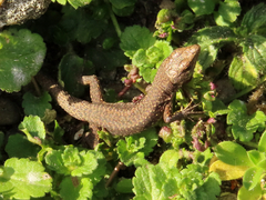Darevskia rudis bischoffi