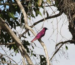 Cinnyricinclus leucogaster