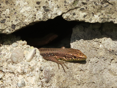 Darevskia rudis bischoffi