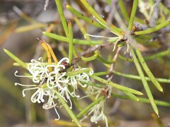 Hakea microcarpa