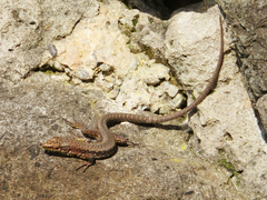 Darevskia rudis bischoffi