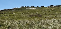 Tragelaphus oryx oryx