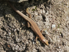 Darevskia rudis bischoffi