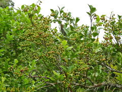 Vaccinium wrightii