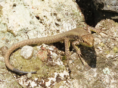 Darevskia rudis bischoffi