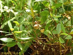 Rhodomyrtus tomentosa