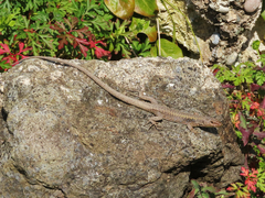 Darevskia rudis bischoffi