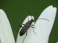 Grammoptera ruficornis