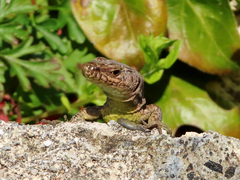 Darevskia rudis bischoffi