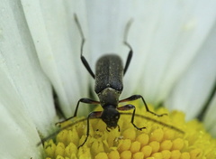 Grammoptera ruficornis