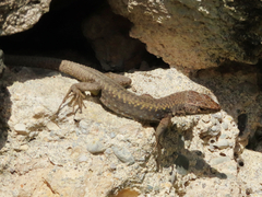 Darevskia rudis bischoffi