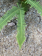 Dicranopteris